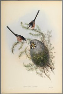 Mecistura Caudata-ロングテールのシジュウカラ（織り紙にカラーリソ） 作： John Gould