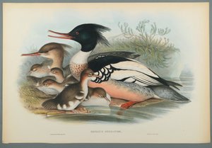 Mergus Serrator：Merganser（織り紙にカラーリソ） 作： John Gould