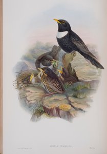 ジョン・グールドによる英国の鳥のプレートからのメルラ・トーカタ、1862〜73年公開（手彩色のリソ） 作： John Gould