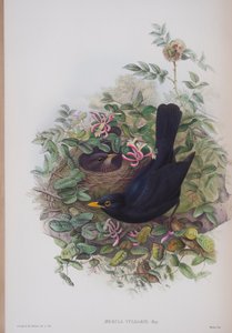 ジョングールドによる英国の鳥のプレートからのMerula Vulgaris、1862〜73年公開（手塗りのlitho） 作： John Gould
