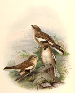 Montifringilla adamsi 作： John Gould
