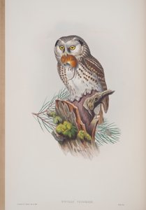 Nyctale Tengmalmi、ジョングールドのイギリスの鳥のプレート、1862〜73年公開（手塗りのリソ） 作： John Gould