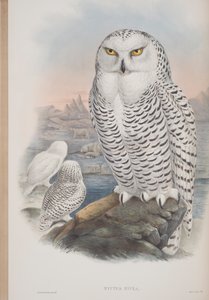 Nyctea Nivea、ジョングールドによるイギリスの鳥のプレート、1862〜73年公開（手彩色のリソ） 作： John Gould