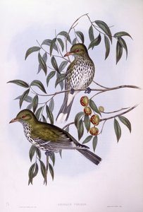 オリーブ・バック・オリオール（Oriolus sagittatus）、ジョン・グールドによるエングレーヴィング 作： John Gould