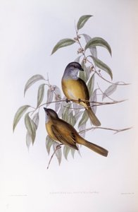 オリーブ・ウィスラー（Pachycephala olivacea）、ジョン・グールドによるエングレーヴィング 作： John Gould