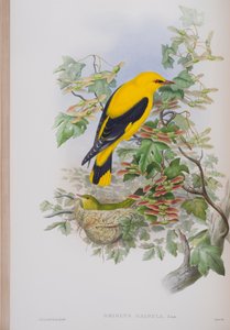 ジョングールドのイギリスの鳥のプレート、Oriolus Galbulaは1862-73年に出版されました（手塗りのlitho）