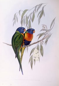 オーネイト・ロリケイト（Trichoglossus ornatus）、ジョン・グールドによるエングレーヴィング 作： John Gould
