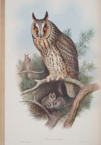 Otus Vulgaris、ジョングールド著英国の鳥のプレート、1862〜73年公開（手塗りのリソ） 作： John Gould