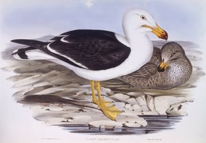 太平洋カモメ（Larus pacificus）、ジョン・グールドによる彫刻