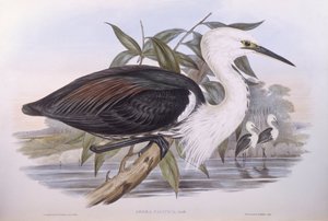 パシフィック・ヘロン（Ardea pacifica）、ジョン・グールドによるエングレーヴィング 作： John Gould