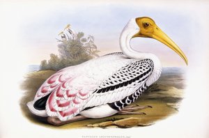 コウノトリを描いた 作： John Gould