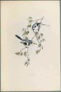 Parus Cyanus：Azure Tit（織り紙にカラーリソ） 作： John Gould