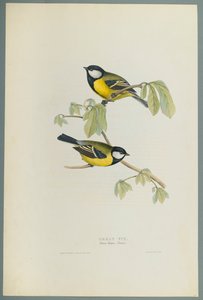 パラス・メジャー：グレート・ティット（ウォーヴ紙にカラーリソ） 作： John Gould