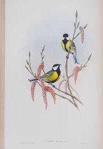 パース・メジャー、ジョン・グールド著「英国の鳥」のプレート、1862〜73年公開（手彩色のリソ）