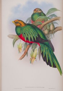 Pharomacrus Auriceps、ジョングールドによるイギリスの鳥のプレート、1862〜73年公開（手塗りのリソ） 作： John Gould