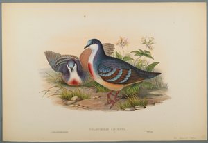 Philogoenas Cruenta（織り紙にカラーリソ） 作： John Gould