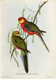 Platycercus Icterotis 作： John Gould