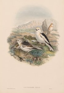 プレストロファネス・ニバリス 作： John Gould