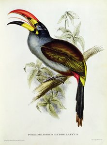 「熱帯の鳥」からのプテログロス・ハイポグラウス