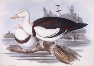 Radjah shelduck (Tadorna radjah), John Gouldによるエングレーヴィング 作： John Gould