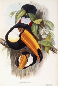 ランファストストコ 作： John Gould
