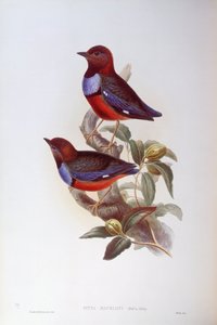 レッドベルド・ピッタ（Pitta erythrogaster）、ジョン・グールドによるエングレーヴィング 作： John Gould