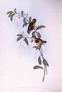 赤毛のパルダロテ（Pardalotus rubricatus）、ジョン・グールドの版画 作： John Gould
