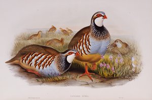 アカアシイワシャコ、1862-73 作： John Gould