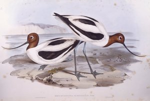 アカエリセイタカアワダチソウ（Recurvirostra novaehollandiae）、ジョン・グールドによるエングレーヴィング 作： John Gould
