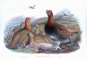 アカライチョウ Lagopus lagopus scotica