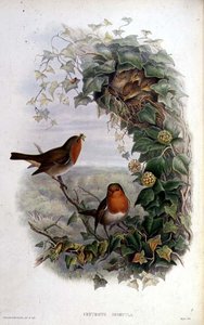ロビン 作： John Gould