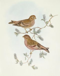 ロージーフィンチ（Erythrospiza incarnata）、ジョン・グールドによるエングレーヴィング 作： John Gould