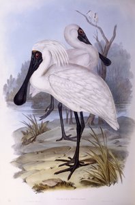 ロイヤル・ヘラサギ（Platalea regia）、ジョン・グールドの版画 作： John Gould