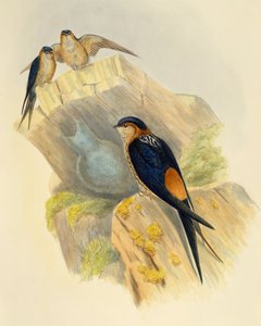 ジョン・グールド(1804-1881)の彫刻作品「アカハラツバメ」（イギリス