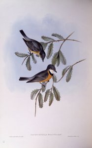 赤毛のウィスラー（Pachycephala rufiventris）、ジョン・グールドによるエングレーヴィング 作： John Gould