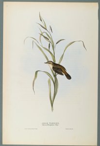 Salicaria Phragmatis：Sedge Warbler（織り紙にカラーリソ） 作： John Gould