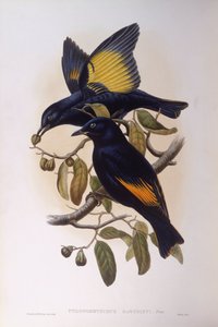 サテンバワーバード（Ptilonorhynchus violaceus）、ジョン・グールドによるエングレーヴィング 作： John Gould