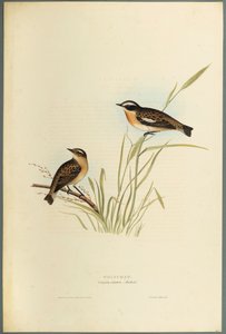 Saxicola Rubetra-Whinchat（織り紙にカラーリソ） 作： John Gould