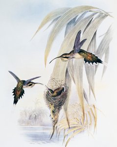 スケイルスロートハーミット（Phaethornis eurynome）、ジョン・グールド（1804-1881）による「Monograph of Trochilidae or Humming Birds」（1849-1861）からの抜粋、イギリス 作： John Gould