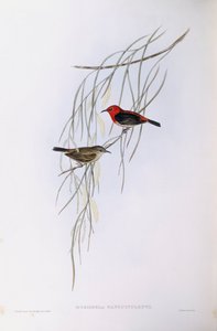 スカーレット・マイゾメラ（Myzomela sanguinolenta）、ジョン・グールドによるエングレーヴィング 作： John Gould