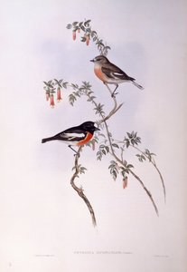 緋色のコマドリ（ペトロイカ・マルチカラー）、ジョン・グールドによるエングレーヴィング 作： John Gould