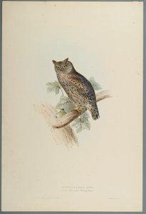 Scops Aldrovandi-Scops Eared Owl（織り紙の色リソ） 作： John Gould