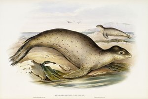 シーヒョウ 作： John Gould