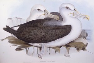 シャイ・アホウドリ（Diomedea o Thalassarche cauta）、ジョン・グールドによるエングレーヴィング 作： John Gould