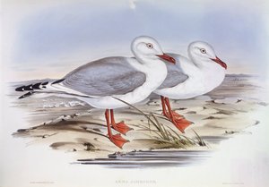 銀のカモメ（Larus novaehollandiae）、ジョン・グールドによるエングレーヴィング 作： John Gould