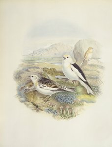 ユキノシタ（Plectrophenax nivalis）、イラスト 作： John Gould