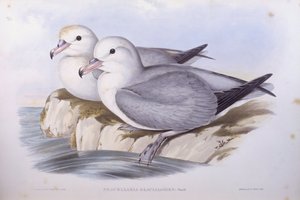サザンファルマー（Fulmarus glacialoides）、ジョン・グールド氏によるエングレーヴィング 作： John Gould