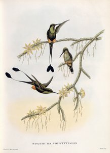 Spathura Solstitialis 作： John Gould