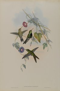 Sporadinus Elegans：聖ドミンゴハミングバード 作： John Gould