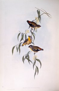 斑点のあるパルダローテ（Pardalotus punctatus）、ジョン・グールドの版画 作： John Gould